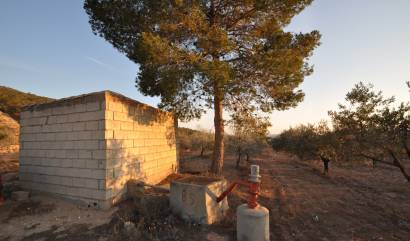 Bestaande woningen - Land - Pinoso