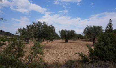 Bestaande woningen - Land - Yecla