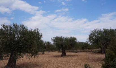 Bestaande woningen - Land - Yecla