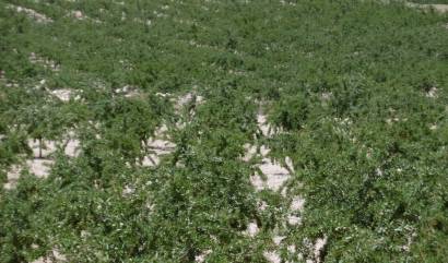 Bestaande woningen - Land - Yecla