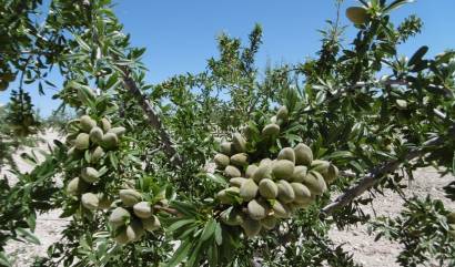 Bestaande woningen - Land - Yecla