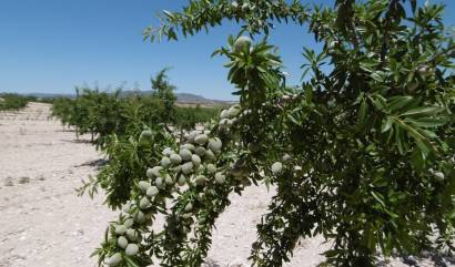 Bestaande woningen - Land - Yecla