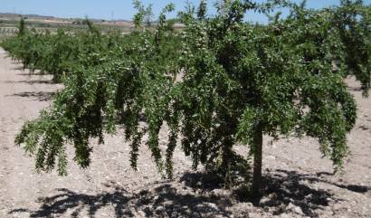 Bestaande woningen - Land - Yecla