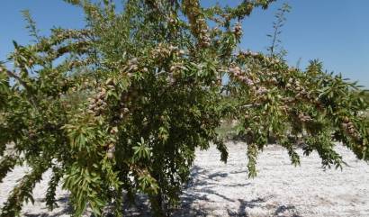 Bestaande woningen - Land - Yecla