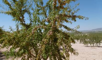 Bestaande woningen - Land - Yecla