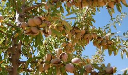 Bestaande woningen - Land - Yecla