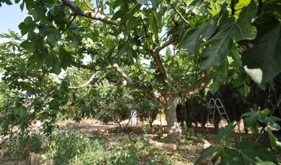 Bestaande woningen - Landelijk huis - Pinoso