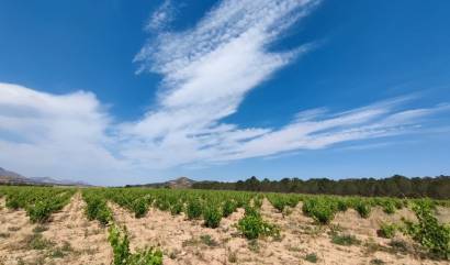 Bestaande woningen - Landelijk huis - Yecla