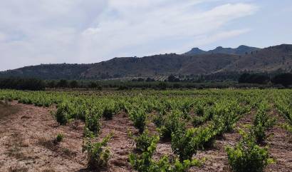 Bestaande woningen - Landelijk huis - Yecla