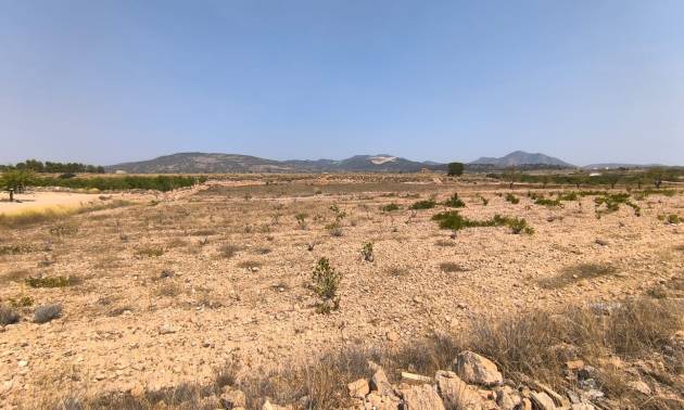 Land - Bestaande woningen - Pinoso - Pinoso