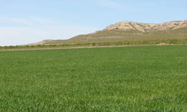 Land - Bestaande woningen - Yecla - Yecla