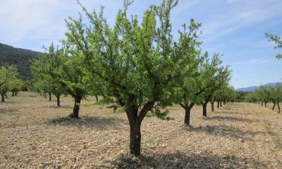 Land · Bestaande woningen · Yecla · Yecla