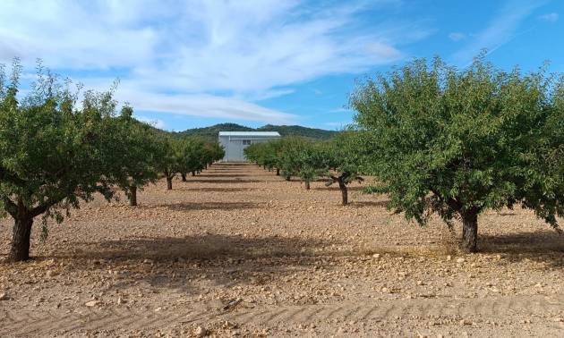 Land - Bestaande woningen - Yecla - Yecla