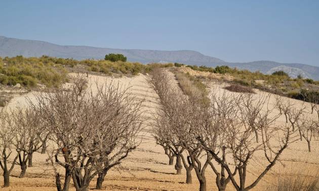 Land - Revente - Jumilla - Jumilla