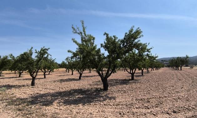 Land - Revente - Monovar - Monovar