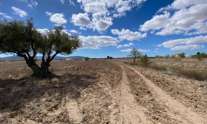 Land · Revente · Pinoso · Pinoso