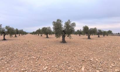 Land · Revente · Yecla · Yecla