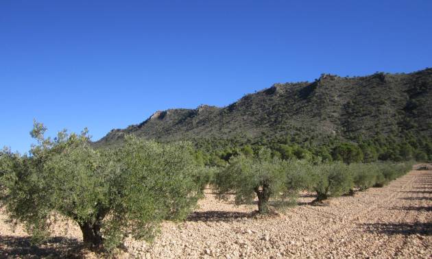 Land - Revente - Yecla - Yecla