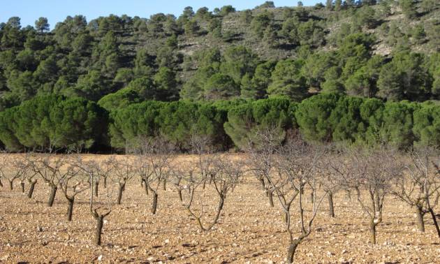 Land - Revente - Yecla - Yecla