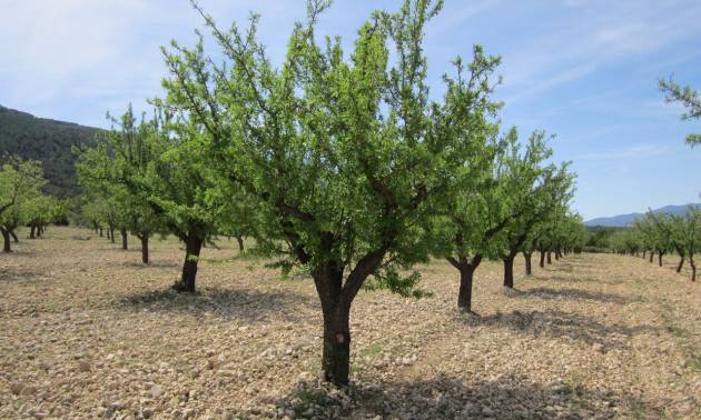 Land - Revente - Yecla - Yecla