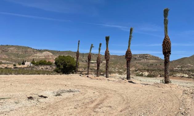 Land - Sale - Abanilla - Abanilla