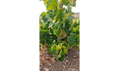 Land · Sale · Abanilla · Abanilla