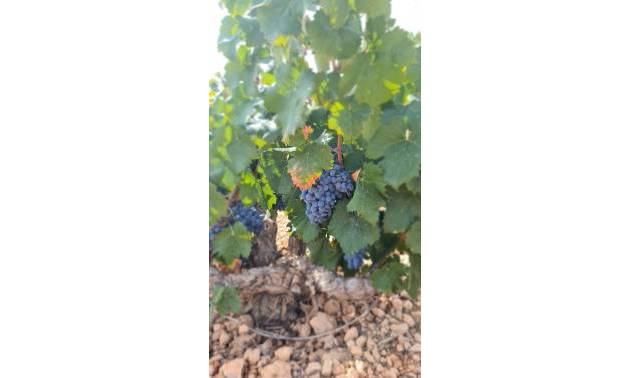 Land - Sale - Abanilla - Abanilla