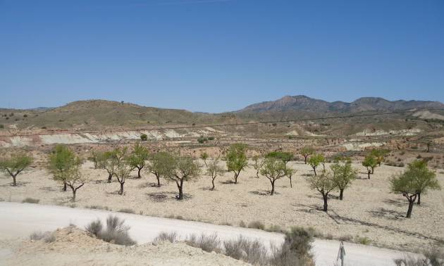 Land - Sale - Abanilla - Abanilla