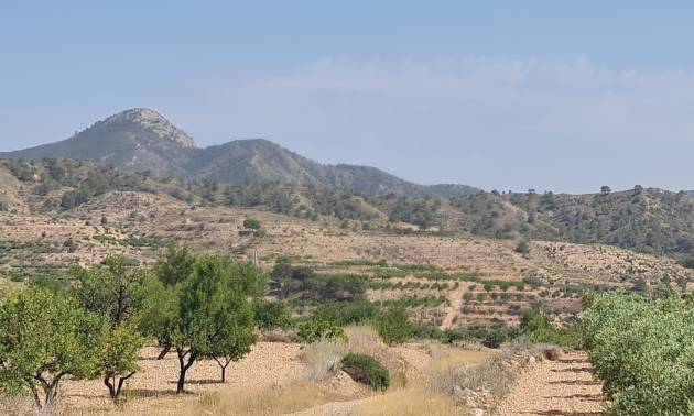 Land - Sale - Abanilla - Abanilla