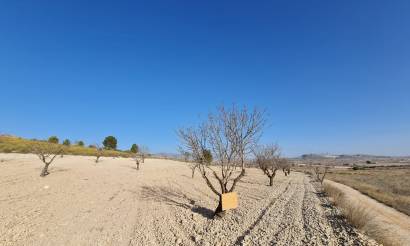 Land · Sale · Jumilla · Jumilla