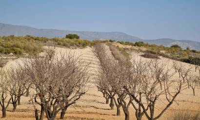 Land · Sale · Jumilla · Jumilla