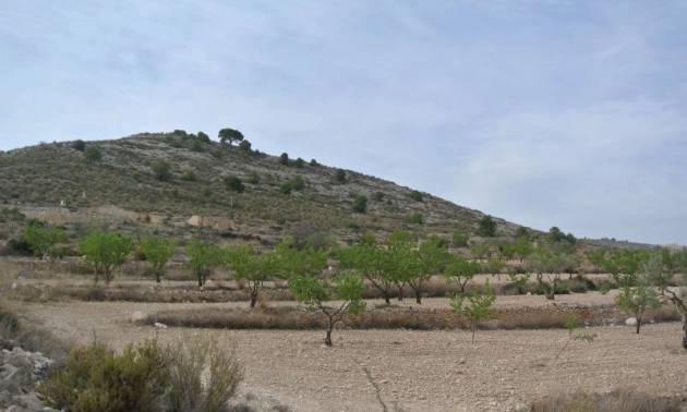 Land - Sale - Jumilla - Jumilla