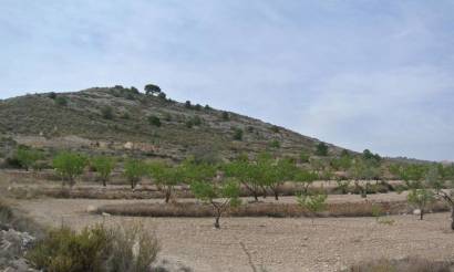 Land · Sale · Jumilla · Jumilla