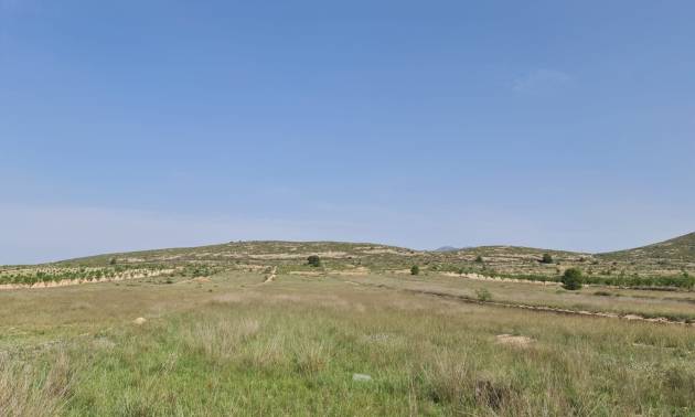 Land - Sale - Jumilla - Jumilla