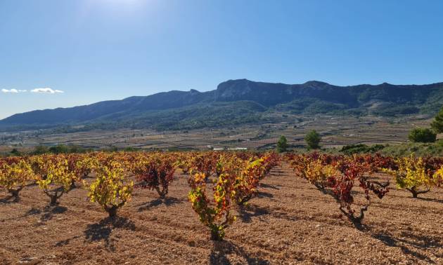 Land - Sale - La Romana - La Romana