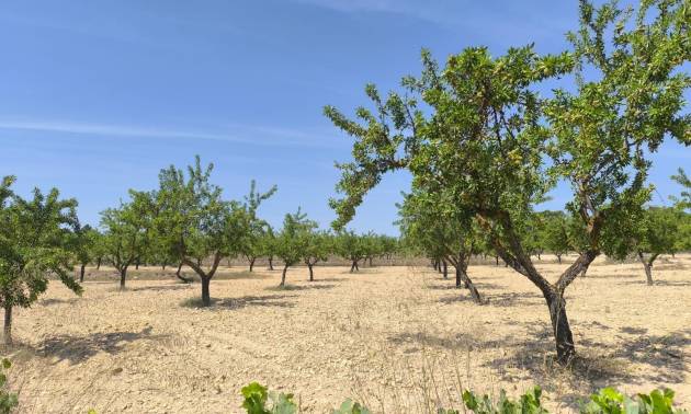 Land - Sale - Monovar - Monovar