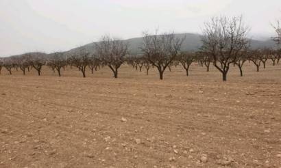 Land · Sale · Pinoso · Pinoso