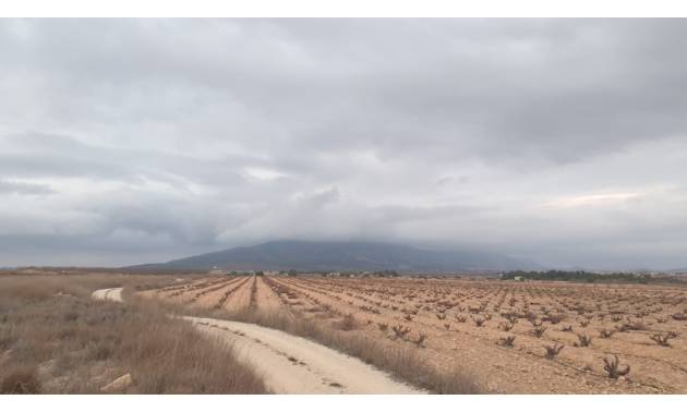 Land - Sale - Pinoso - Pinoso