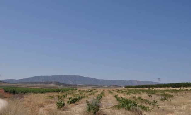 Land - Sale - Pinoso - Pinoso