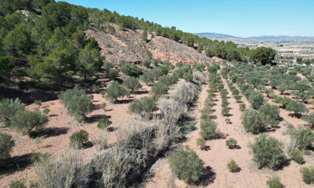 Land - Sale - Pinoso - Pinoso
