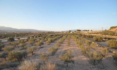Land · Sale · Pinoso · Pinoso