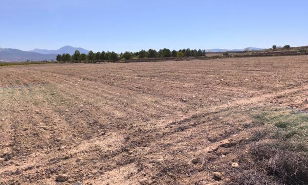 Land - Sale - Pinoso - Pinoso