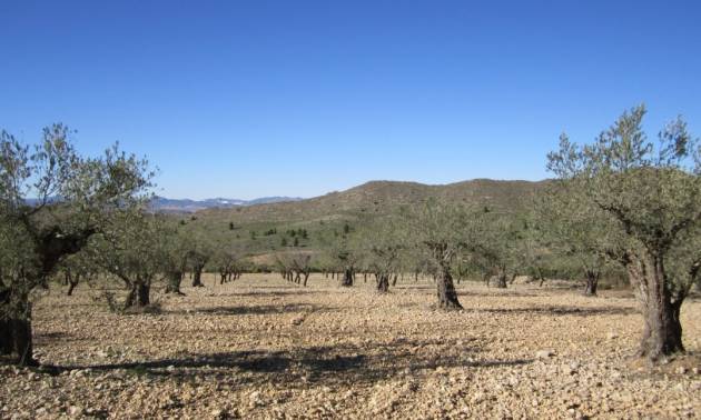 Land - Sale - Villena - Villena