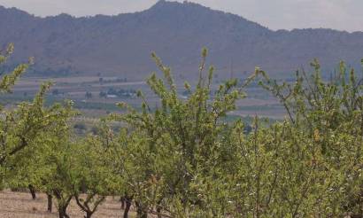 Land · Sale · Yecla · Yecla