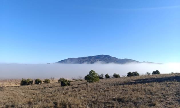 Land - Sale - Yecla - Yecla