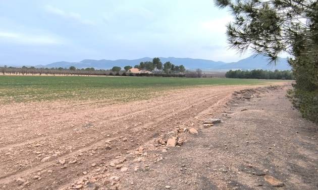 Land - Sale - Yecla - Yecla