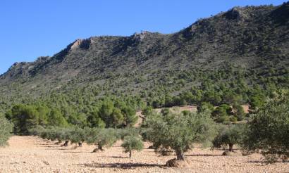 Land · Sale · Yecla · Yecla