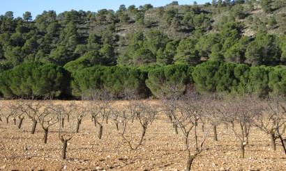 Land · Sale · Yecla · Yecla