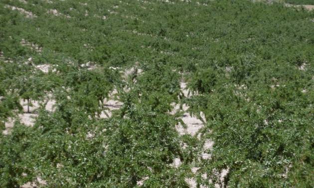 Land - Sale - Yecla - Yecla