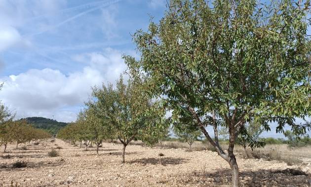 Land - Sale - Yecla - Yecla